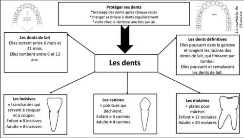 Carte mentale : les dents