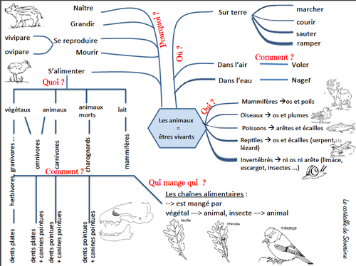 Carte mentale sciences : Les animaux